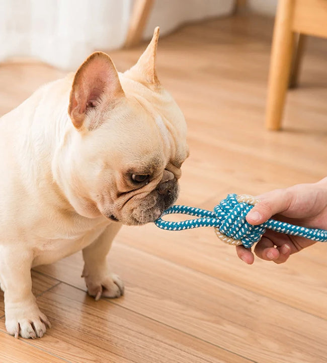 Interactive Cotton Rope Mini Dog Toys Ball for Dogs Accessories Toothbrush Chew Puppy Toy for Large Small Dogs Toy Pet Dog Toy